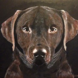 Chocolate Labrador